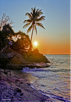 caribbean beach with palm tree