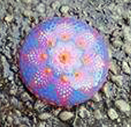 One button-pin, probably about an inch and a half, covered with dots in a design.